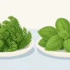 皿に並べた縮れ葉のパセリと丸い葉のバジルのイラスト